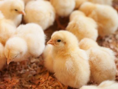 Young yellow baby chicks on a poultry farm.