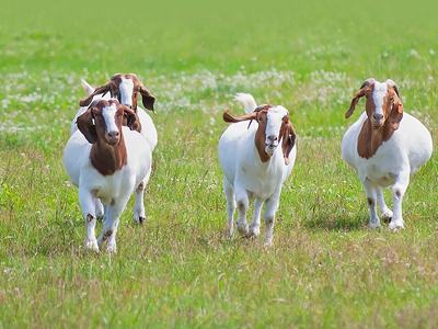 Goats in field.