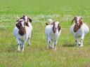Goats in field.