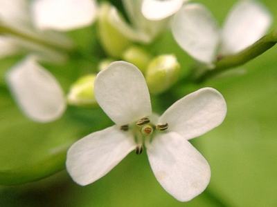 Close-up of a small white four-petaled flower with visible stamens