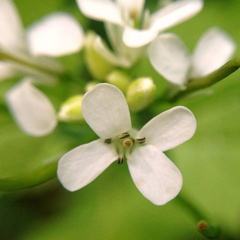 Close-up of a small white four-petaled flower with visible stamens