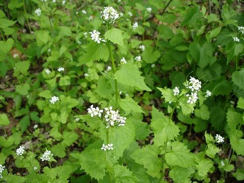 Wild green plants with clusters of small white four-petaled flowers