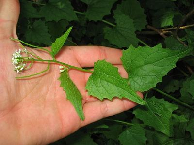 Hand holding stem with triangular serrated leaves and small white flowers