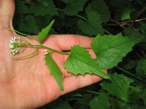 Hand holding stem with triangular serrated leaves and small white flowers