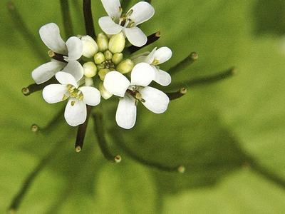 Cluster of small white four-petaled flowers on green stalks over a blurred leaf