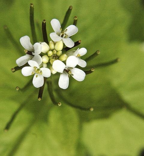 Cluster of small white four-petaled flowers on green stalks over a blurred leaf