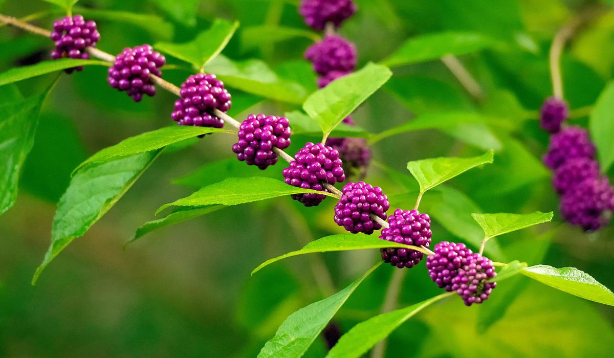 Gardening for Wildlife - Currituck County Center | N.C. Cooperative ...