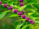 Beautyberry plant