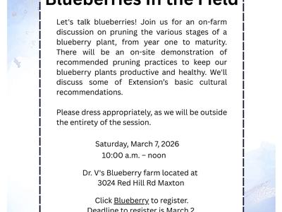 Blueberries In the Field