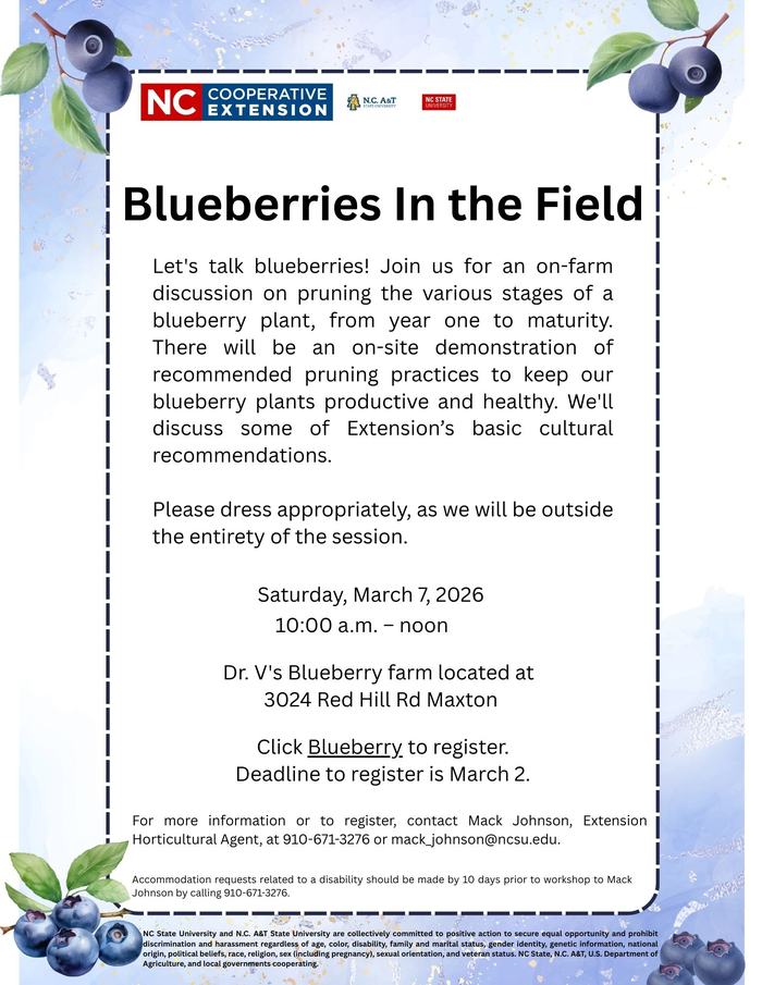 Blueberries In the Field