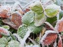 Frozen Strawberry Plants