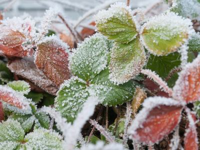 Frozen Strawberry Plants