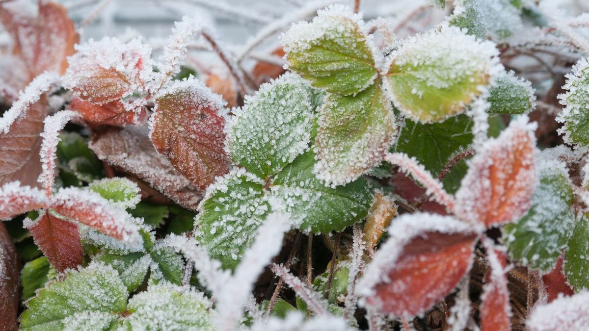 Frozen Strawberry Plants
