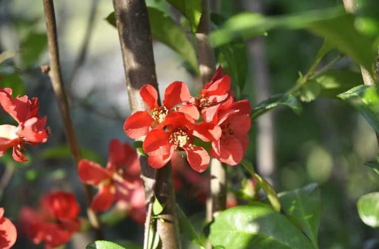 Flowering Quince is one of the first shrubs to bloom in late winter to early spring. 