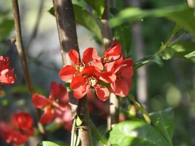 Flowering Quince is one of the first shrubs to bloom in late winter to early spring.