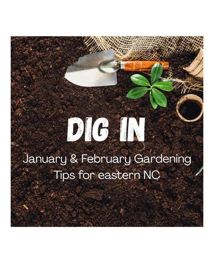 Dig In January and February Gardening Tips for eastern NC