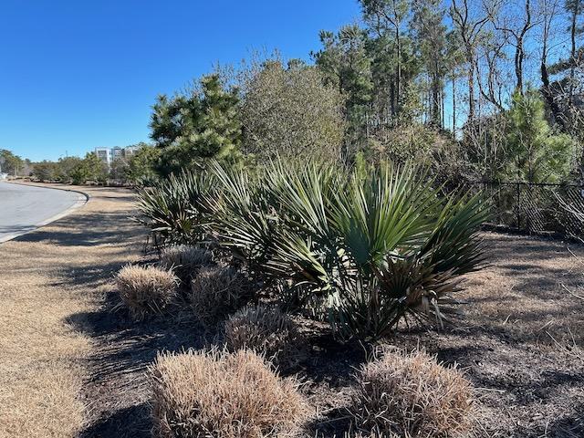 A dwarf palmetto palm in the landscape with no cold injury.