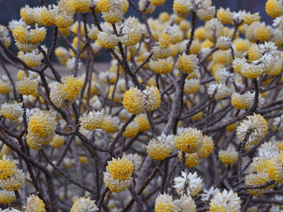 Paperbush blossoms
