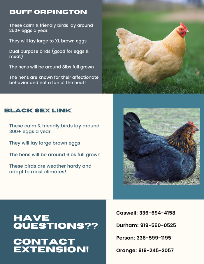 Buff Orpingtons are calm and friendly, generally laying 250+ large brown eggs per year. Black Sex Links are calm and friendly and generally lay around 300+ brown eggs per year. Contact your county extension office for more information!