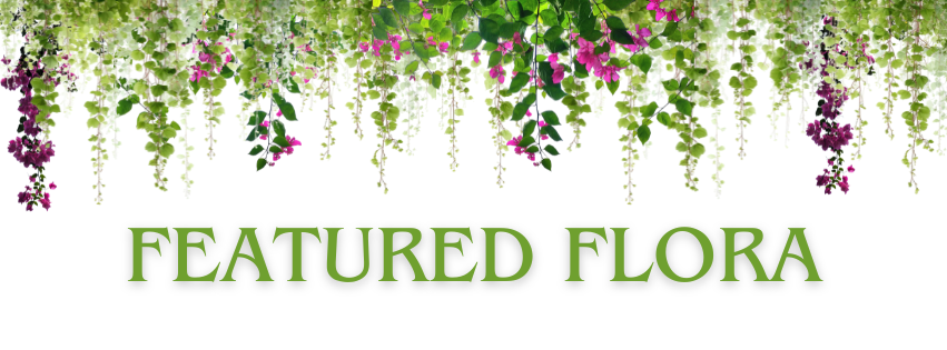 A banner featuring hanging green vines and pink flowers above the text "FEATURED FLORA" in green lettering on a white background.