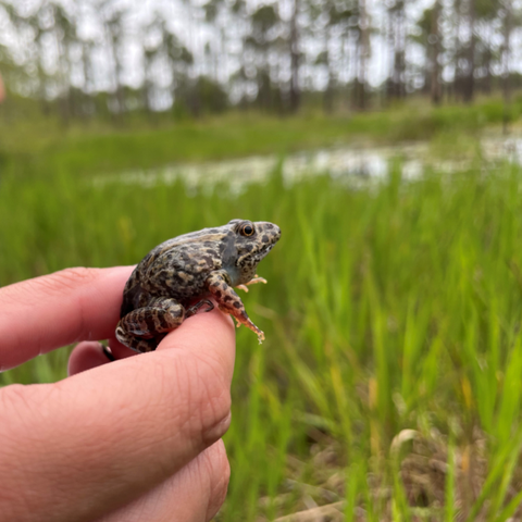 Gopher Frog pictured in North Carolina