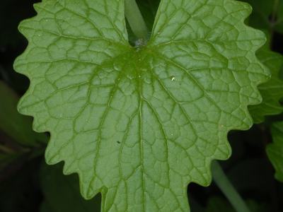 Heart-shaped green leaf with serrated edges and prominent veins, attached to a stem