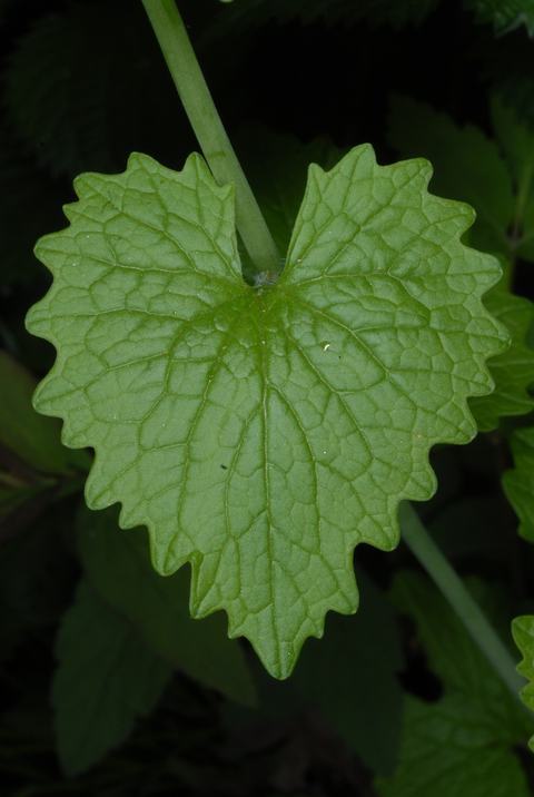 Heart-shaped green leaf with serrated edges and prominent veins, attached to a stem