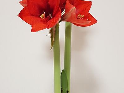 Red amaryllis with three blooms on two green stalks in a decorative bulb vase