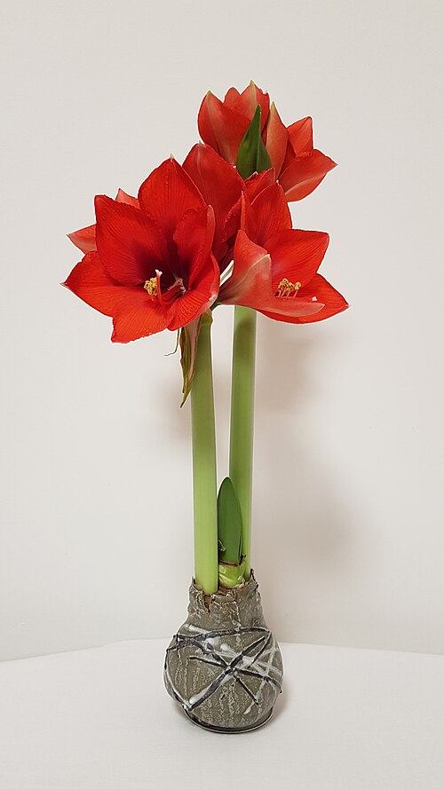 wax-dipped bulb beginning to flower