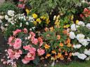 Garden bed with pink, white, yellow and orange begonia flowers