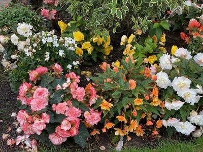 Garden bed with pink, white, yellow and orange begonia flowers