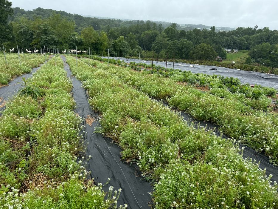 A low growing cover crop among landscaped walkways in a field.