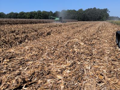Combine harvester working in a harvested corn field with corn stalk residue in foreground