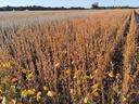 Dry soybean field with harvested rows and a wind turbine on the horizon