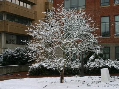 Snow on bare tree branches at D.H. Hill Library