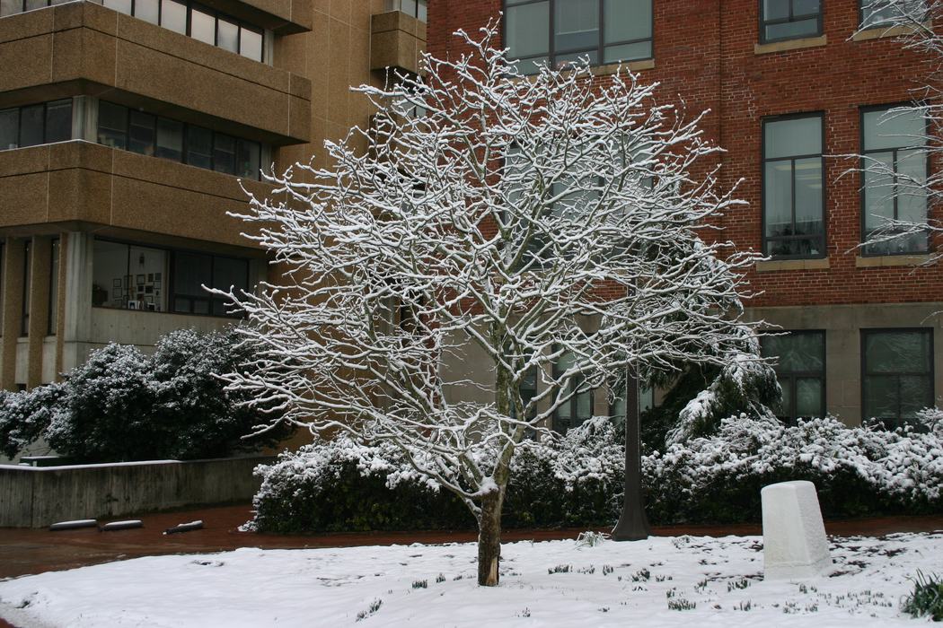 Snow on bare tree branches at D.H. Hill Library