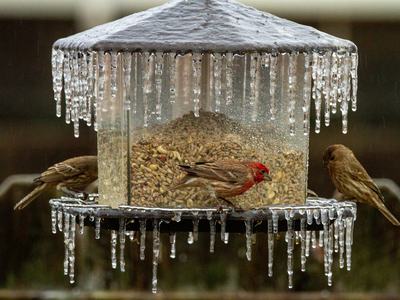 Bird feeder coated in ice with housefinch