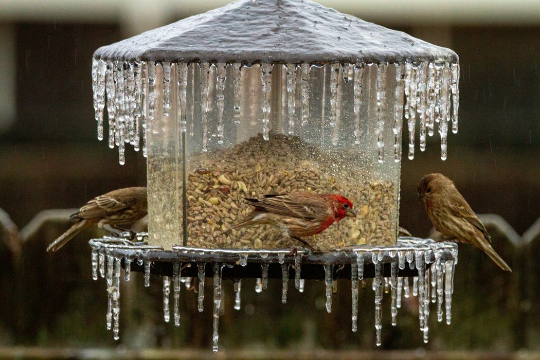 Bird feeder coated in ice with housefinch