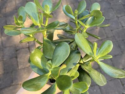 A common houseplant, Jade Plants should be moved to a sunnier spot in winter