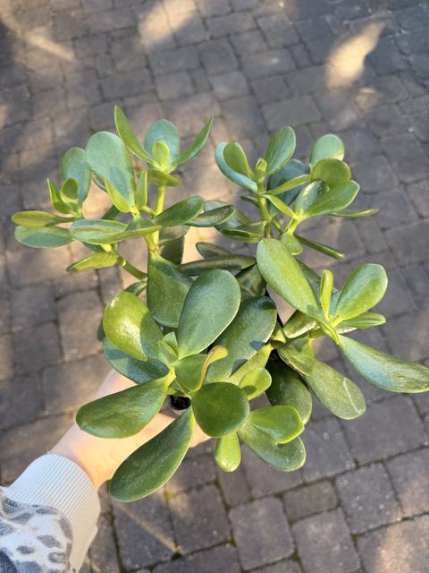 A common houseplant, Jade Plants should be moved to a sunnier spot in winter