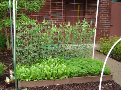 Picture of a raised bed with lettuce and carrots in the foreground and garden peas growing on a trellis at the back of the bed.