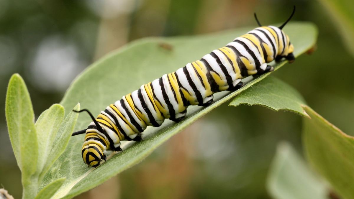Monarch caterpillar on a leaf