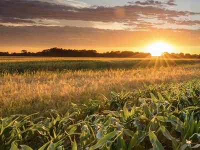 Sunrise over cultivated North Carolina farmland, with rows of crops in the foreground and fields extending toward the horizon.