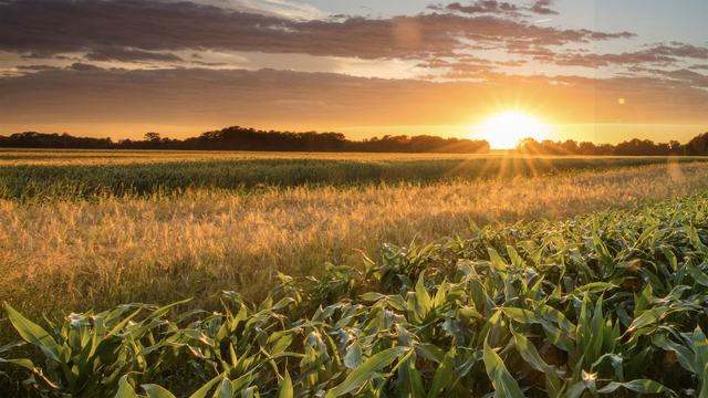 Sunrise over cultivated North Carolina farmland, with rows of crops in the foreground and fields extending toward the horizon.