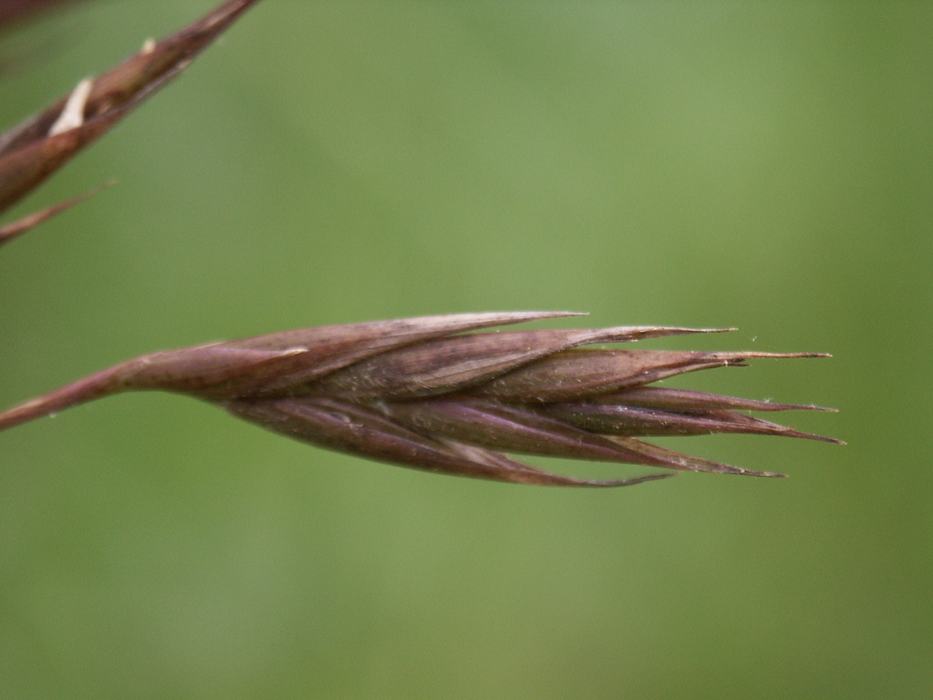 Rivercane flower. Brownish in color and resembling a short spike of wheat.