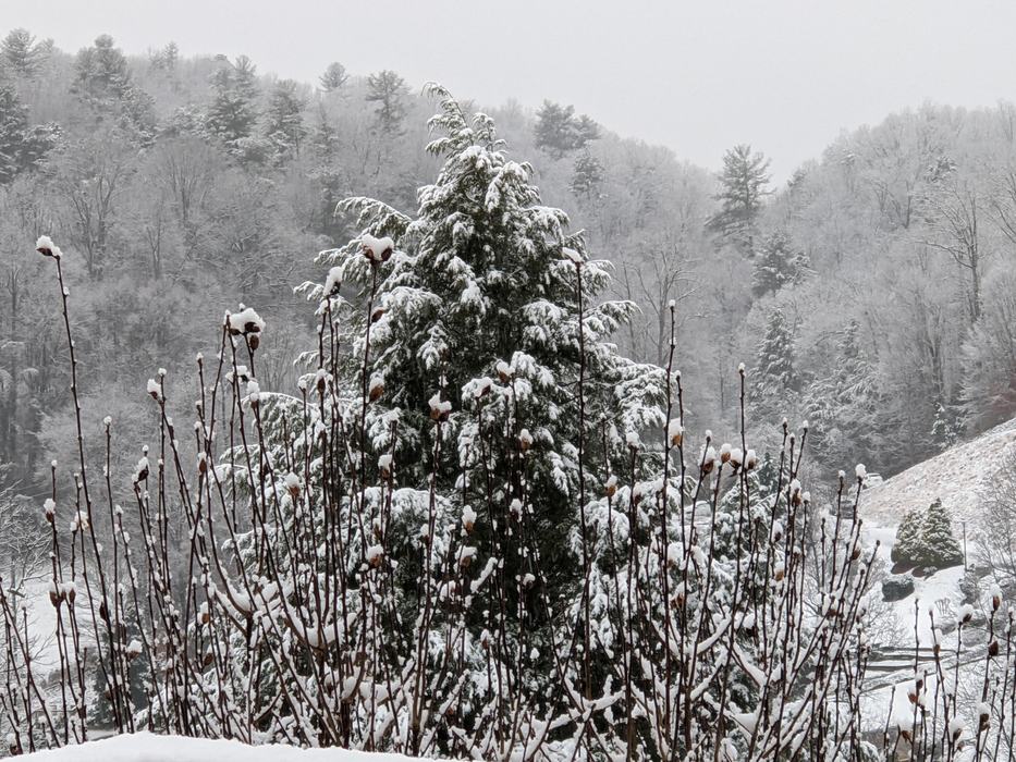 hemlock covered in snow