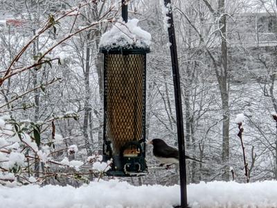 Bird at birdfeeder in winter