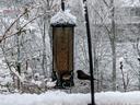 Bird at birdfeeder in winter