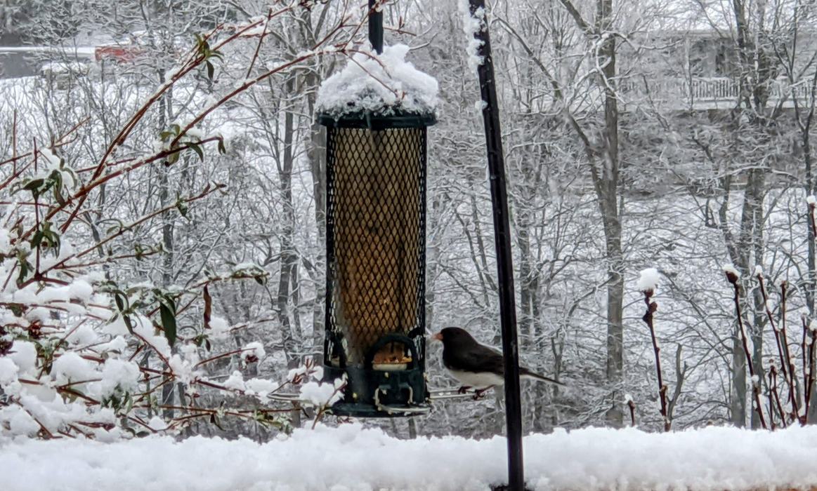 Bird at birdfeeder in winter