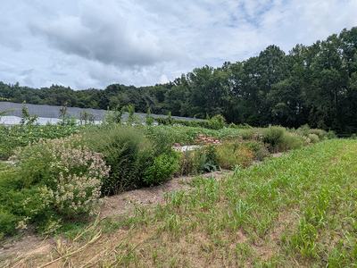 Pollinator habitat at Granite Springs Farm.